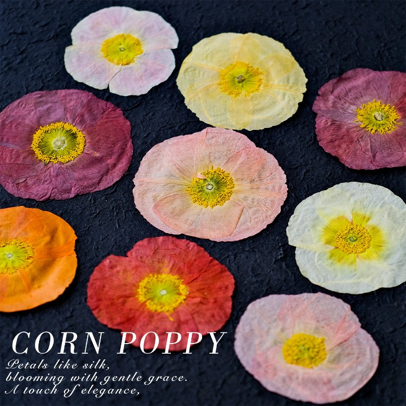 1 peça, Papoula Natural Prensa - Art And Craft Photos avaliação e preço