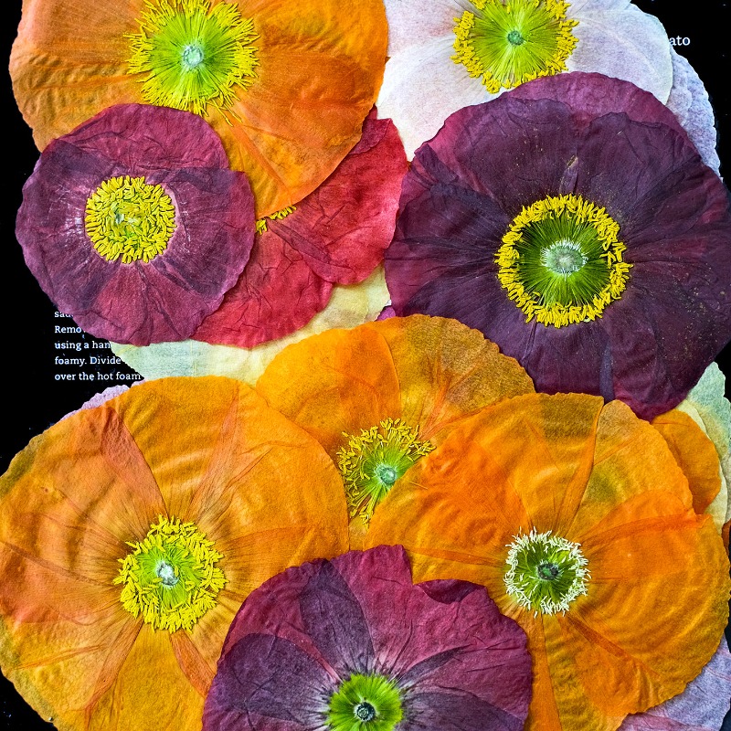 1 peça, Papoula Natural Prensa - Art And Craft Photos avaliação e preço
